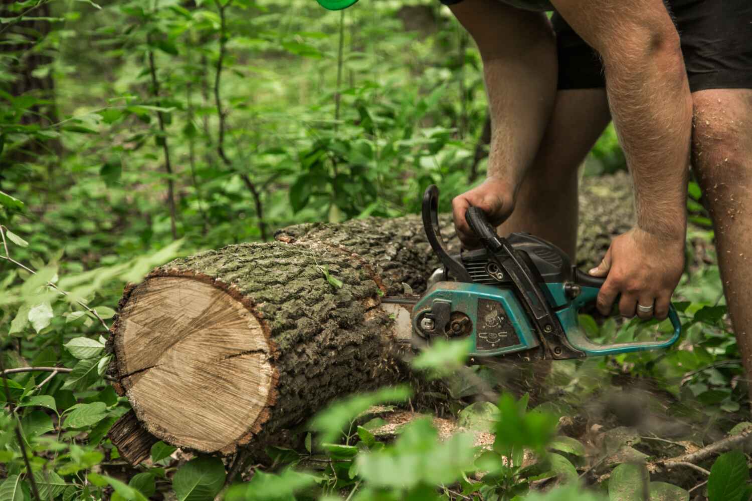 Best Residential Tree Removal  in Glencoe, MN